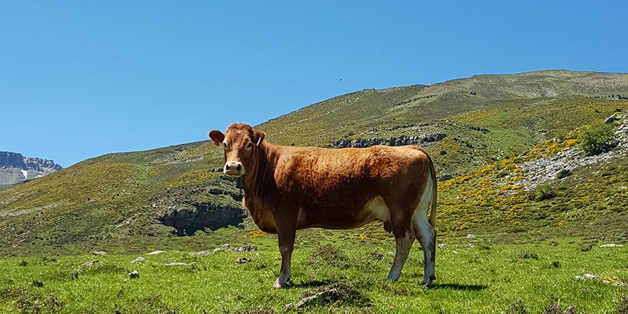 Cría de ganado convencional frente a ecológico